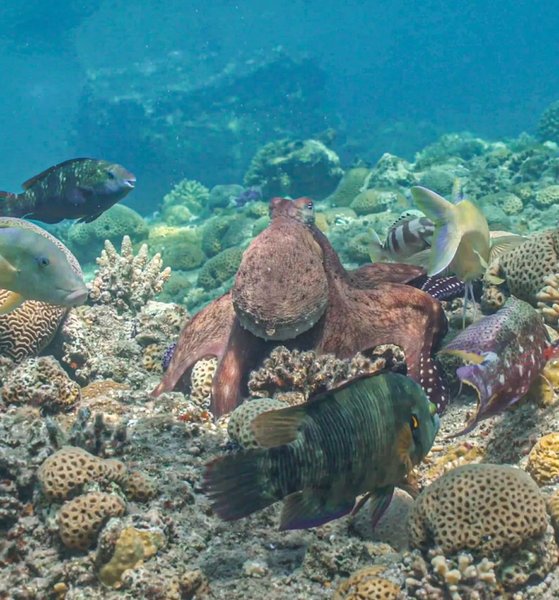 рыбы осьминоги