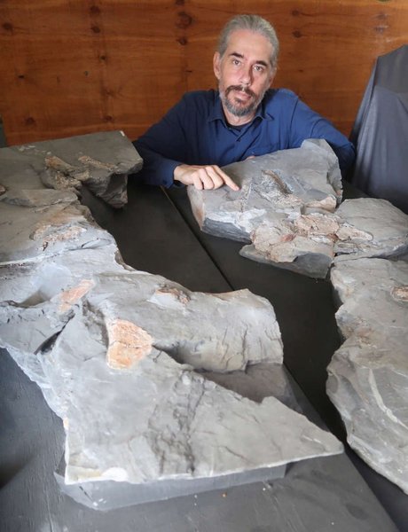 палеонтология, находка, окаменелости, древние животные, археология