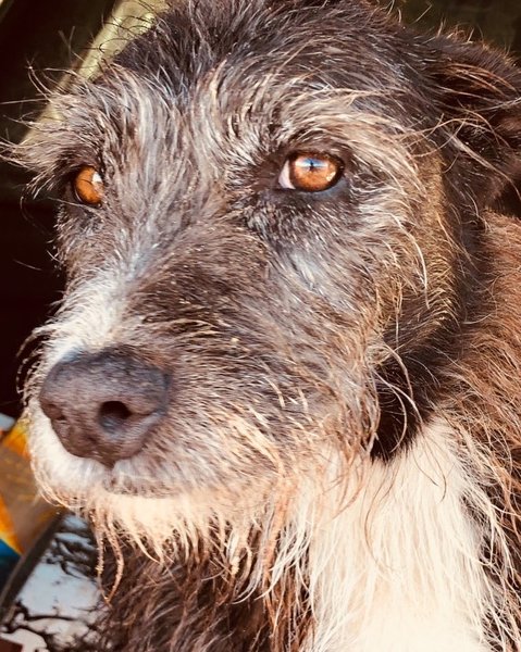 Міртл, собака Джулії Робертс