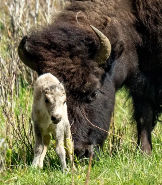 Народилось легендарне біле буйволеня, пророцтво племені американських індіанців, легенди, містика, фото