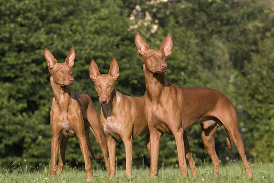 фараонова собака, порода