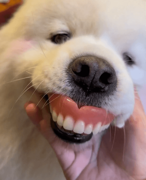 Самоїд, собака, зубні протези, собака знайшла зубний протез, секрет ідеальної посмішки, собака на прізвисько 007, пес, тварини, соцмережі, вірусне відео