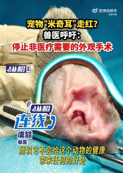 уши микки процедура