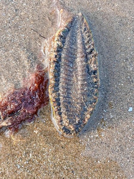 Біологи впізнали "інопланетну"істоту