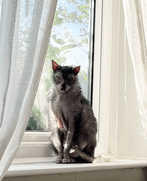 Редкий вид кошек, кошка, животные, редкий вид, кошка-оборотень, пугает людей, сдали в приют, защита животных, новый дом