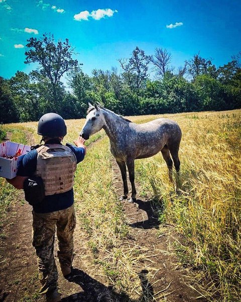 Конеферма обстрел выжившие кони животные тероборона бойцы