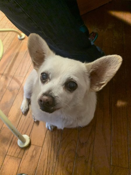 Спайка из Огайо назвали, самой старой собакой на планете