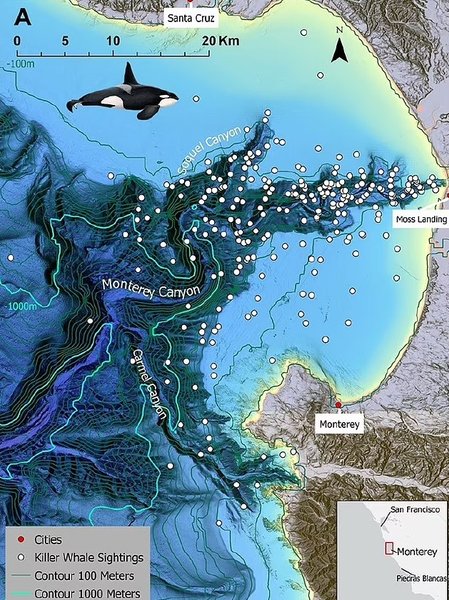 косатки монтерей карта