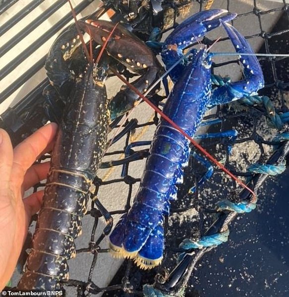 синий омар, синий лобстер, улов