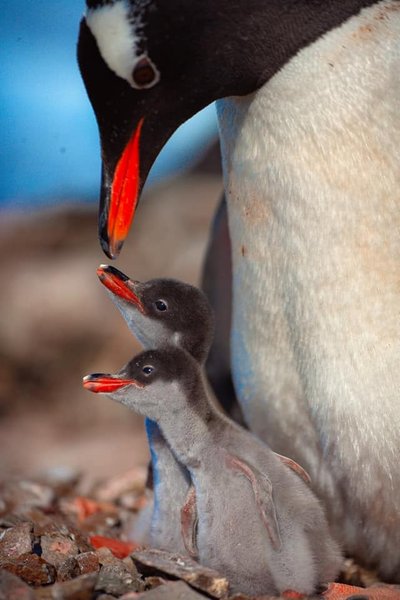 Пингвины на станции "Академика Вернадского"