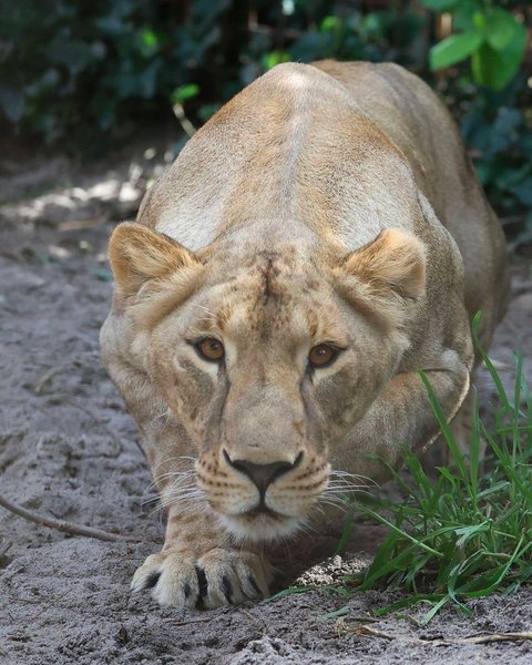 Умерла львица Василина