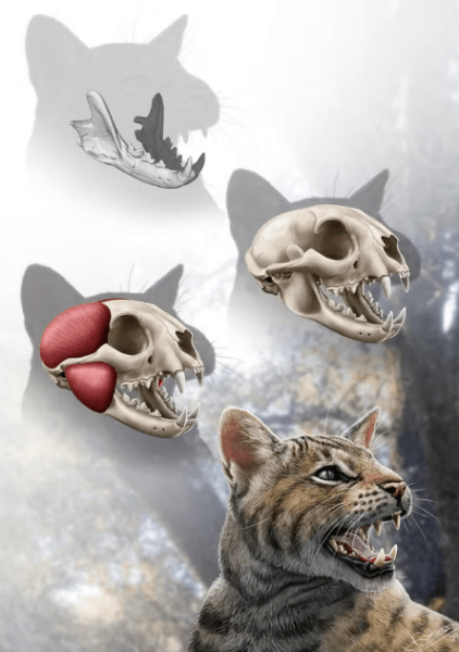 Дослідники виявили залишки часткових щелепних кісток, що добре збереглися, а також всі зуби хижих котів