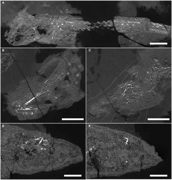 исследования, древние животные, окаменелости