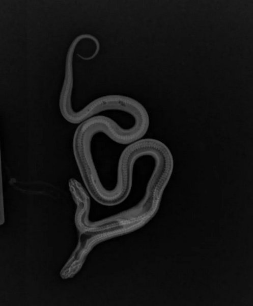 двухголовая змея