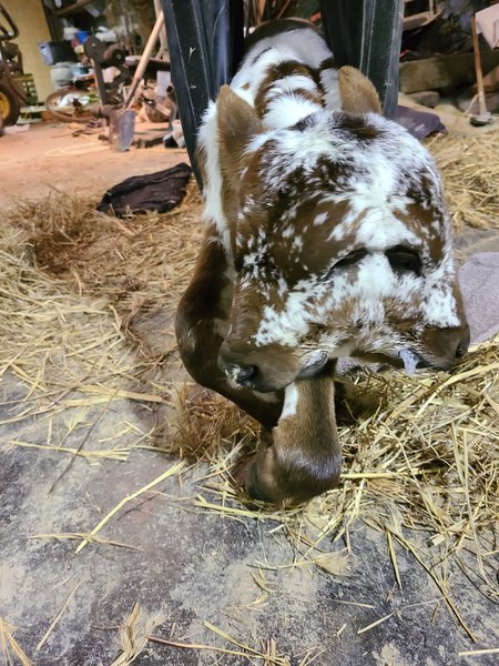 Теленок с двумя головами, ферма в США, животные, звери, аномалии, мутации, фото, уникальное создание