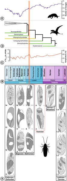 тараканы, Великобритания, вид, окаменелость, ученые, исследования, крылья, находка, эволюция