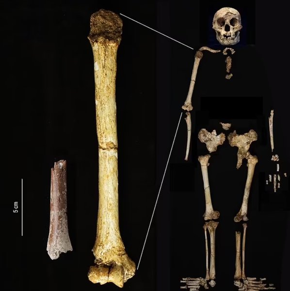 новый вид, гоминид