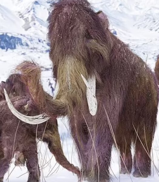 Шерстистый мамонт.