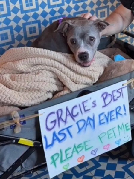 Смертельно хворий собака Грейсі лежить у возі під час прощальної прогулянки