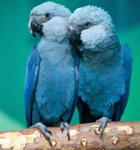 голубые ара