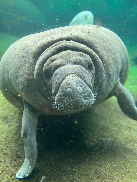 озеро ламантин