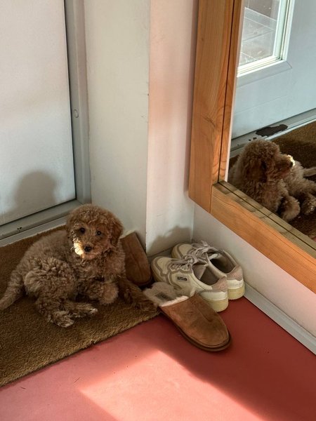 Новый домашний любимец Даши Кацуриной и Владимира Дантеса