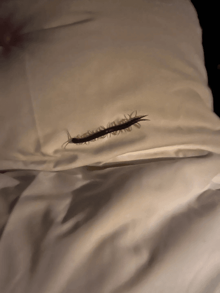 Многоножка