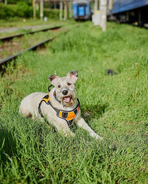 собака николь, собака УЗ, собака укрзализныця, николь укрзализныця