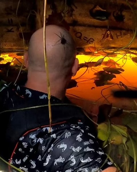 боязнь пауков