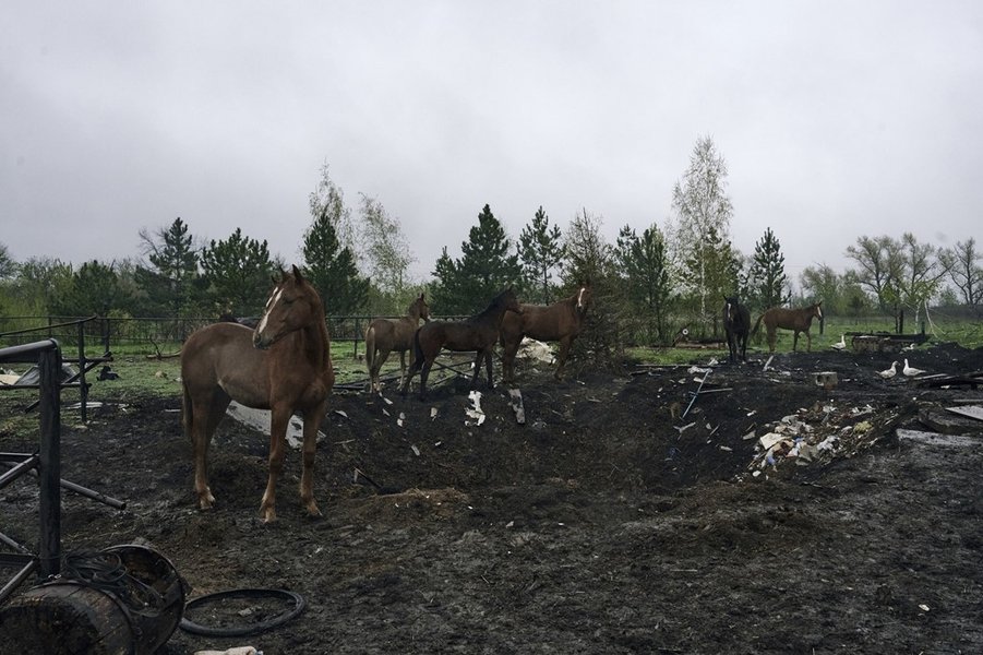 Коні в Авдіївці