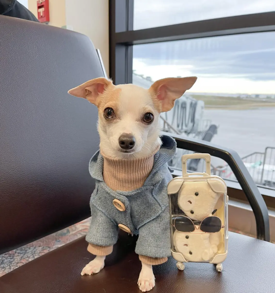 Собаки, тварини, домашні улюбленці, пес, подорожі навколо світу, мандрівки, туризм, інфлуенсери, тренди Instagram