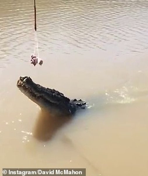 Крокодилы в Австралии