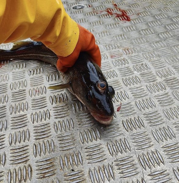 Триока риба