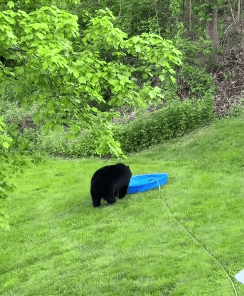 Медведи залезли в бассейн детский