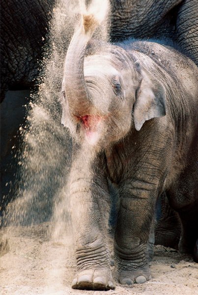 

Слонов украинские дети могут увидеть в Киеве, Харькове и Одессе
