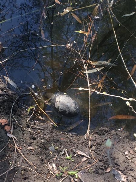 Черепаха, Днепр