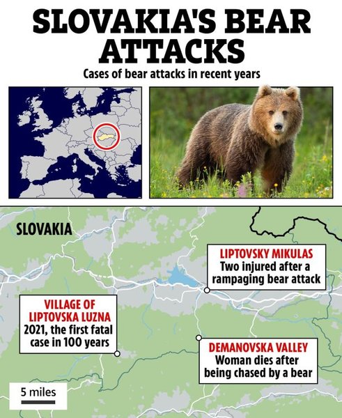 Нападение медведя в Словакии