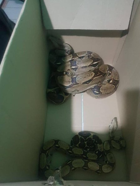 змея, киев, патрульная полиция