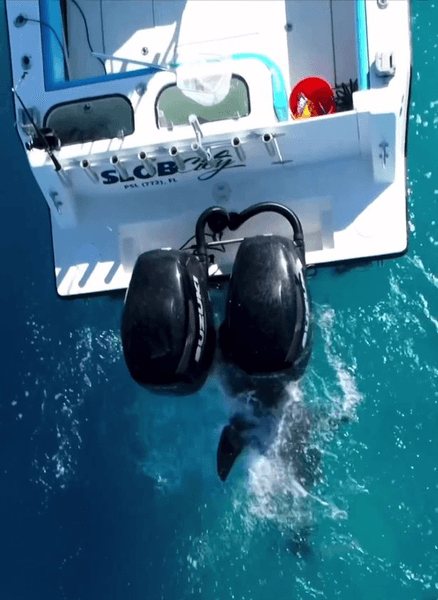 Нададение акулы, акула, акула напала на рыбаков, акула атаковала лодку, повредила двигатель, акула атаковала 8 раз,