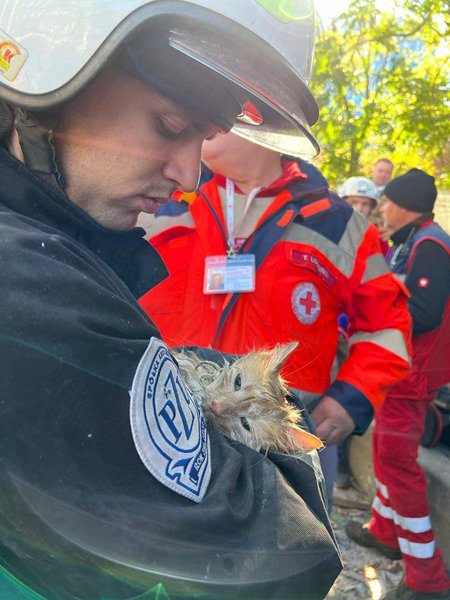 кіт філя київ, атака дронами, врятований кіт, київ кіт, рятувальники кіт