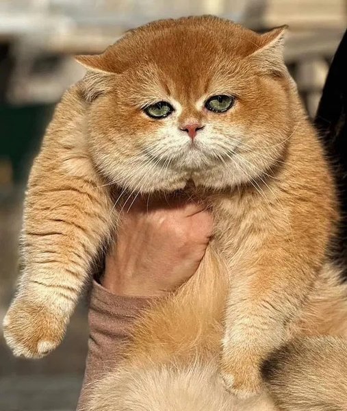 Котик за 290 тысяч гривен продается в Киеве