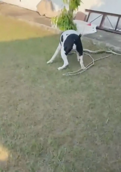 Собака врятував дітей від змії Собака врятував дітей від змії, пітбуль, королівська кобра, собака напав на змію, собака накинувся на кобру, собака проти кобри, отруйна змія