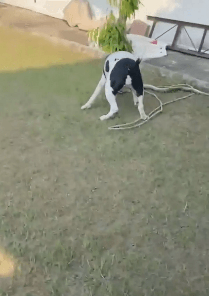 Собака спасла детей от змеи, питбуль, королевская кобра, собака напала на змею, собака набросилась на кобру, собака против кобры, ядовитая змея