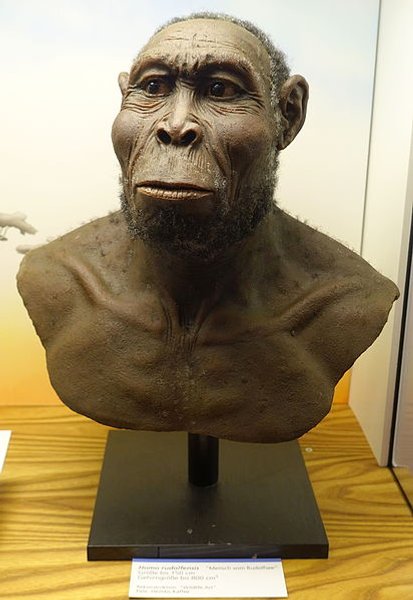 Homo rudolfensis