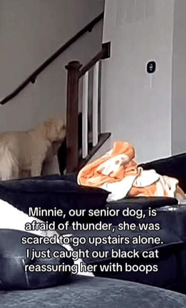 кот и собака во время грозы