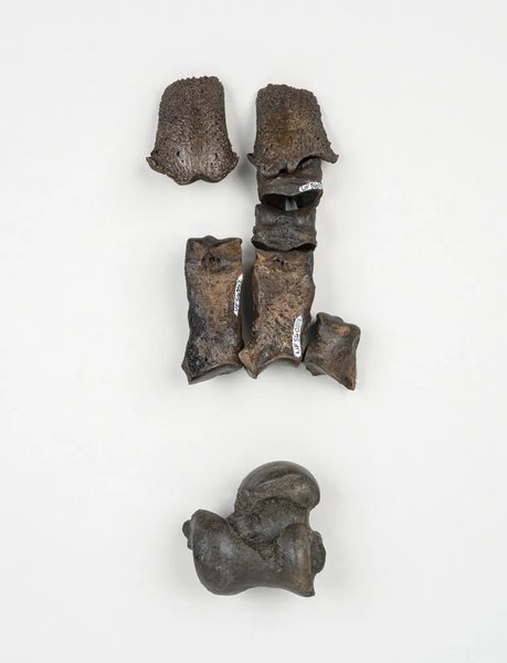 скам'янілості, кістки тварин