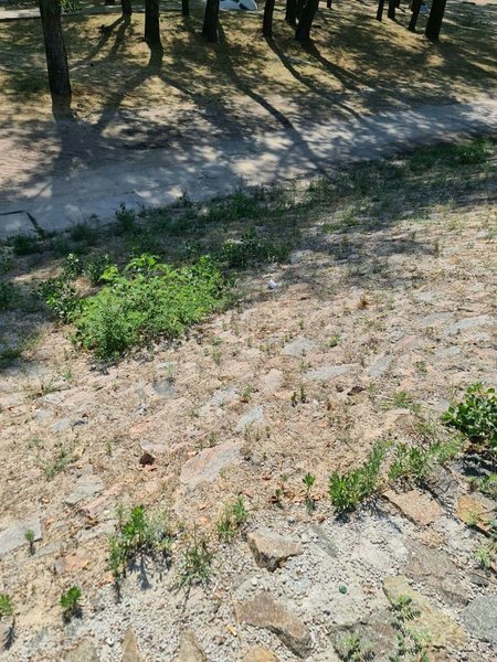 фото, зелень, мост, фото