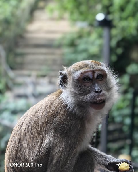 Фото на телеобъектив Honor 600 Pro