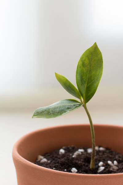 замиокулькас