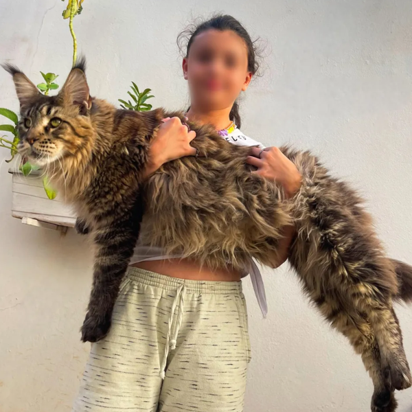 Найбільший у світі кіт, мейн-кун, тварини, домашні улюбленці, фото, Бразилія, Книга рекордів Гіннеса